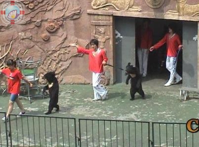 Медведи-боксеры в Циндао