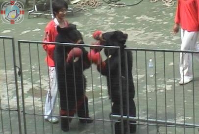 Медведи-боксеры в Циндао2